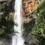 Purling Brook Falls Gwongorella - thumb 0