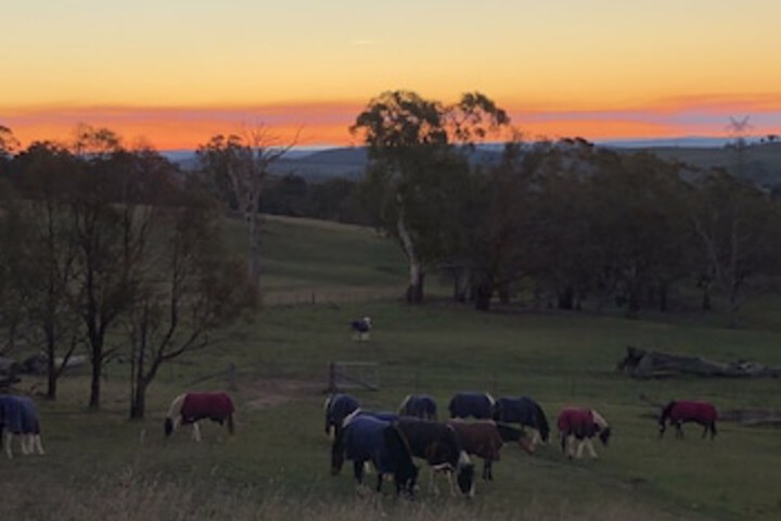 High Country Trail Rides  Farm Stay - Lismore Accommodation