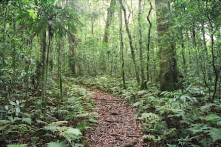 Goomburra Forest Retreat - thumb 5