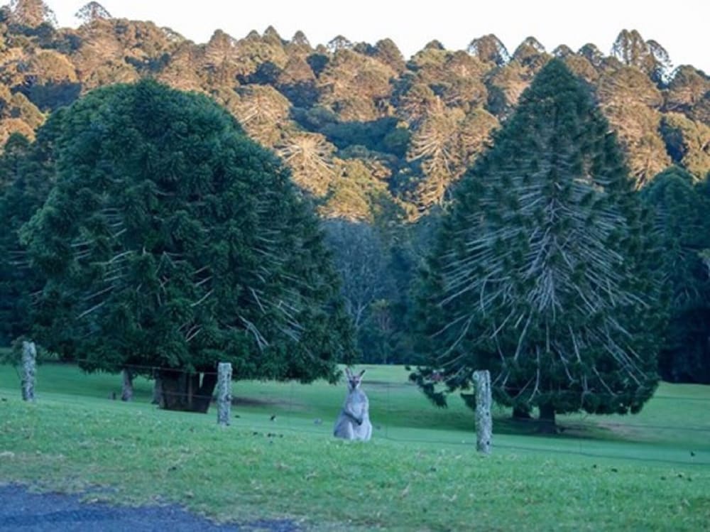 Escape To The Country - Enjoy The Firepit Or Explore Magical Bunya Mountains - thumb 0