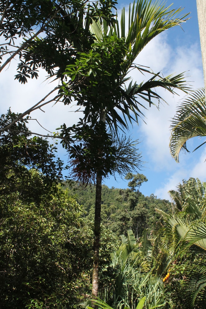 Whitsundays Rainforest Retreat - thumb 3