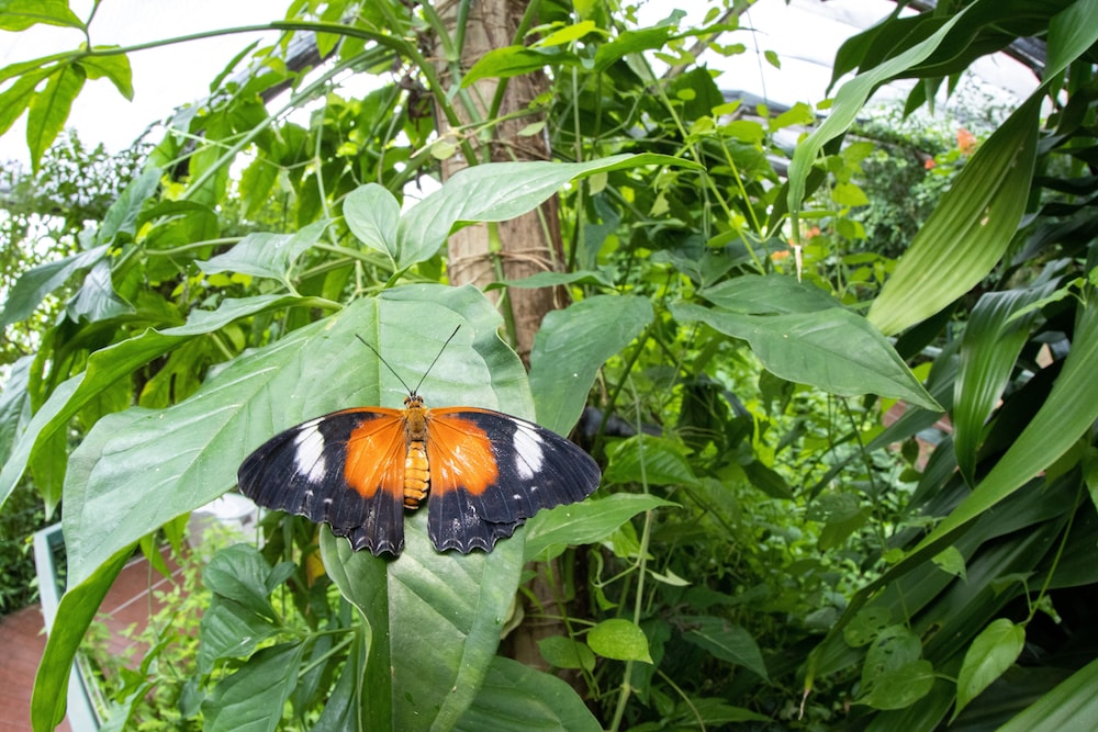 Batchelor Butterfly Farm - thumb 6